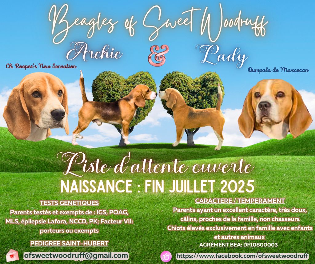 Chiots espérés mi-juillet (Lady-Archie)