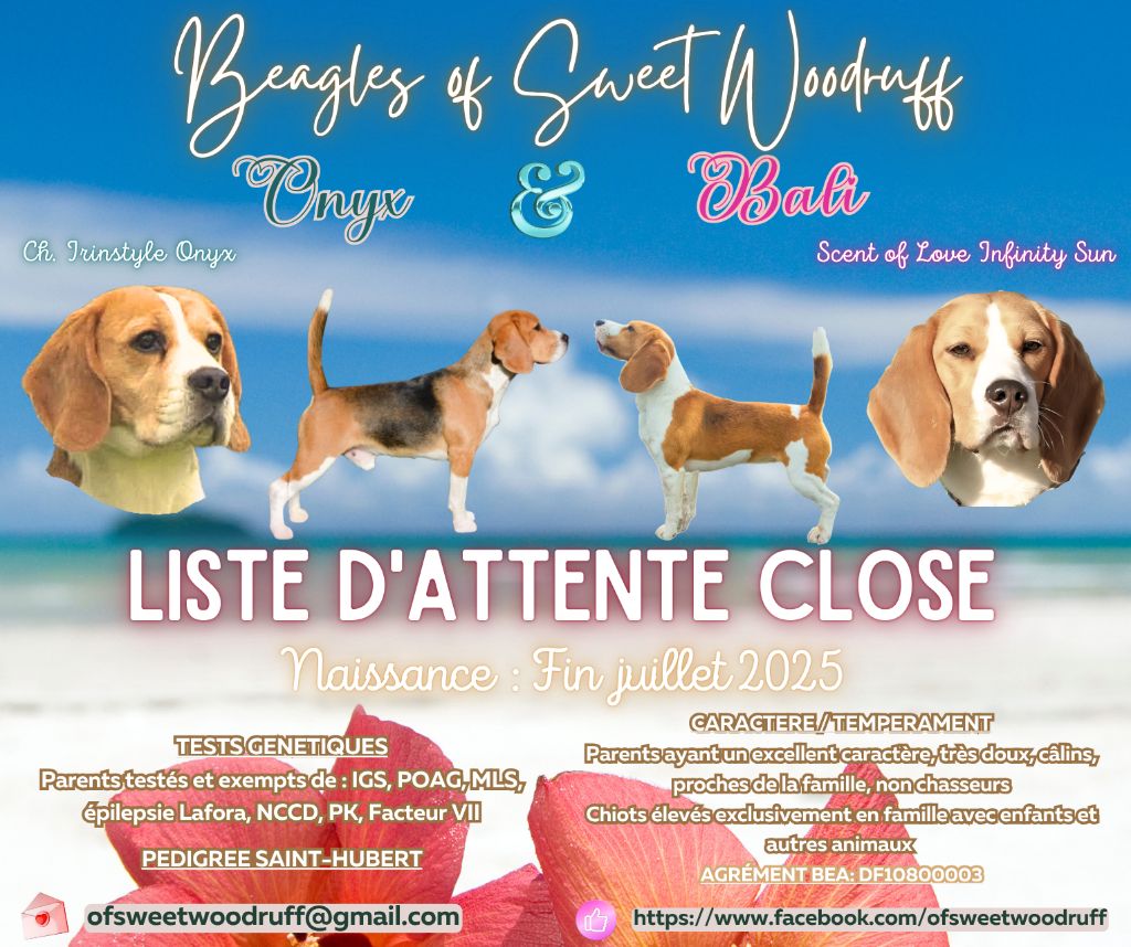 Chiots attendus mi-juillet (Bali-Onyx)