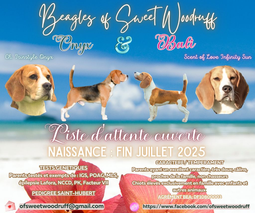 Chiots espérés mi-juillet (Bali-Onyx)