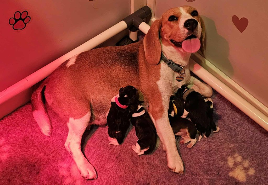 Chiot Beagle Of Sweet Woodruff