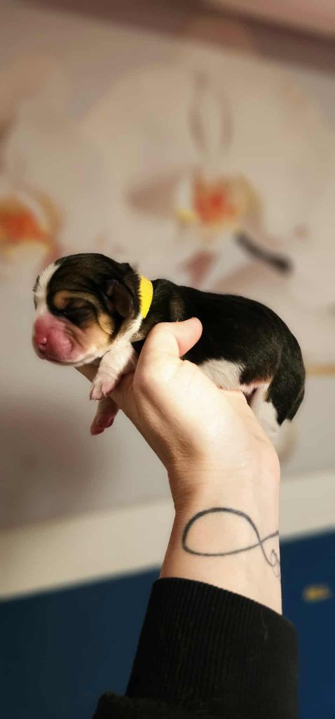 Of Sweet Woodruff - Chiots disponibles - Beagle