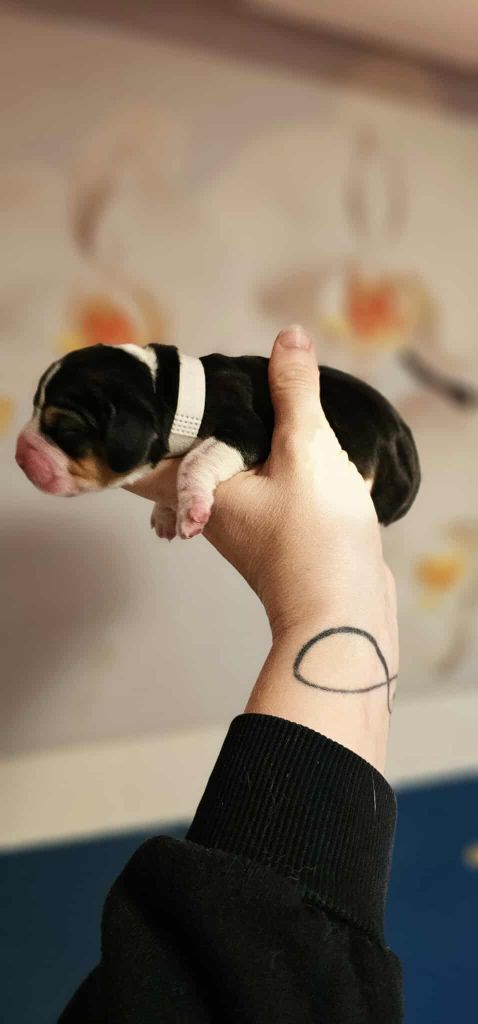 Of Sweet Woodruff - Chiots disponibles - Beagle