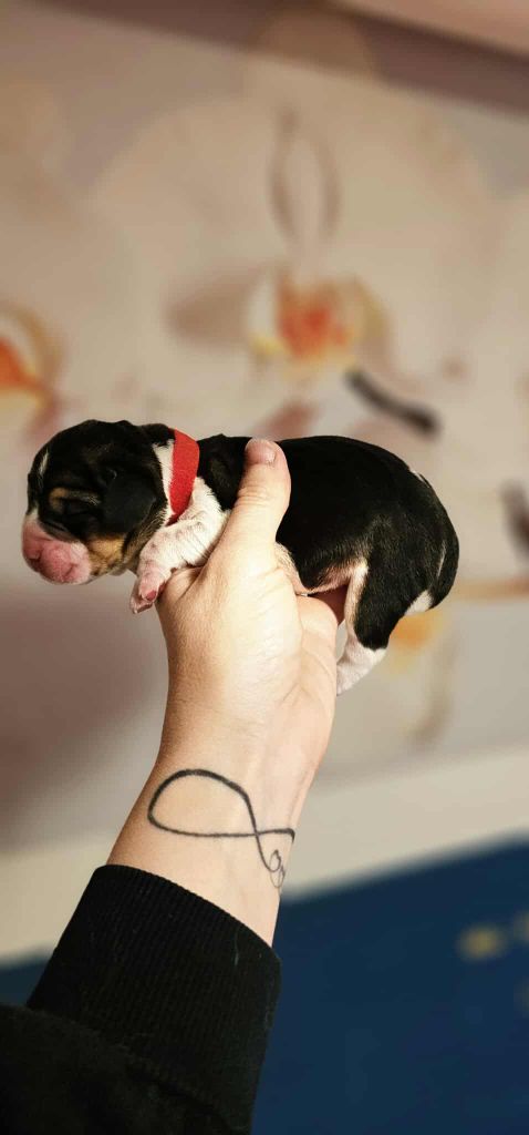Of Sweet Woodruff - Chiots disponibles - Beagle