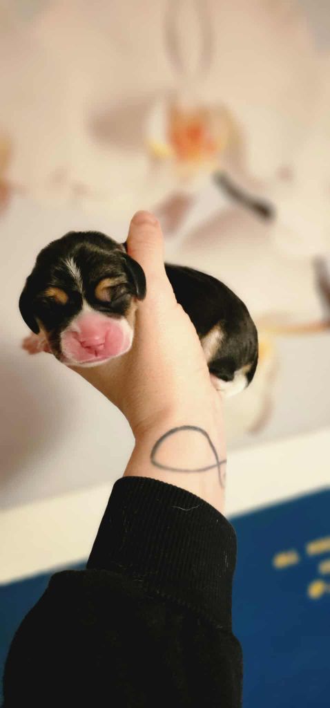 Of Sweet Woodruff - Chiots disponibles - Beagle